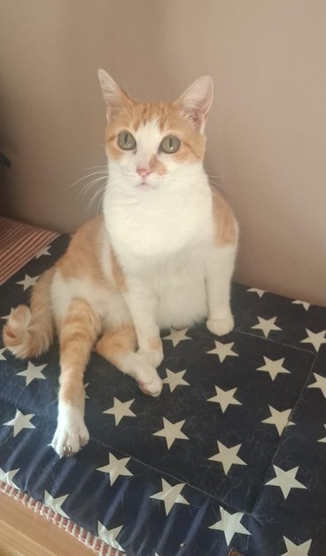 Linda gata amarela e branca sem raça definida. Ela está em cima de um pequeno armário que foi forrado com um tipo de tapete fofo, azul com estrelas brancas, com aparência confortável. Ela está olhando diretamente para a câmera, salientando seus belos olhos verdes, com o corpo deitado de costas um pouco levantado na parte superior.