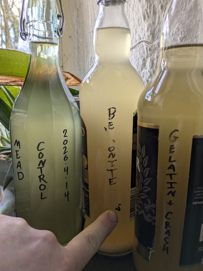 Several test bottles of mead labeled according to their clarifier