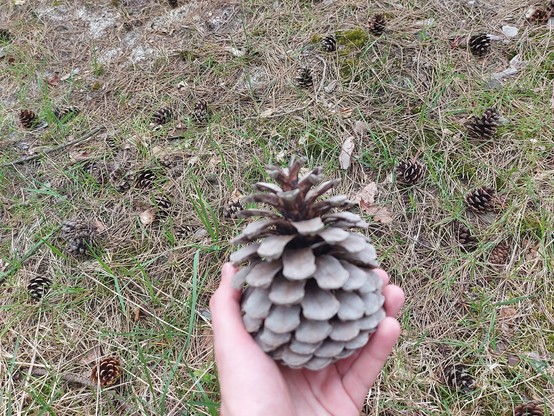 A large pinecone in my hand with small ones in the grass in the background
