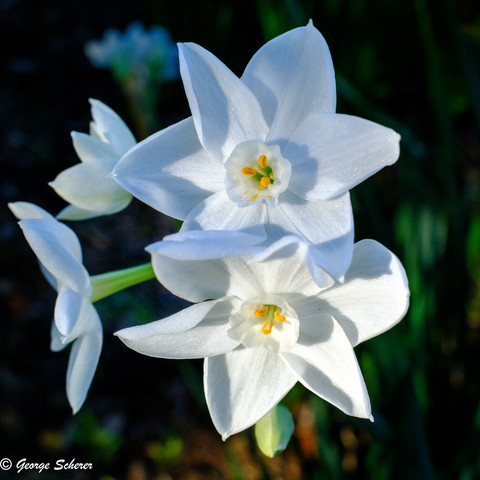 Close-up of two paperwhite narcissus flowers, against a dark green out of focus background.