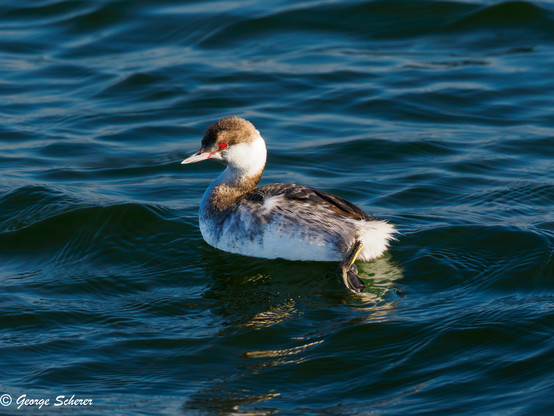 A horned grebe duck, with bright red eyes, swimming on the dark blue waters of the estuary.