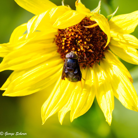 Close up of a yellow sunflower, against an out of focus green background, with a large black cactus fly hanging from the center of the flower.