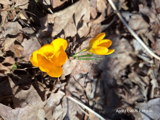 Yellow flowers blossoming.