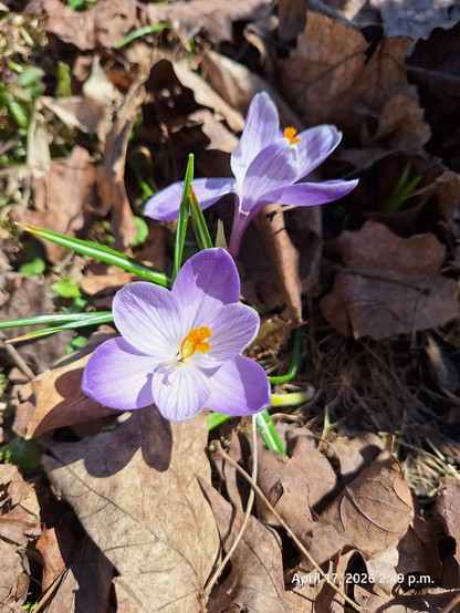 Purple and white flowers blossoming.