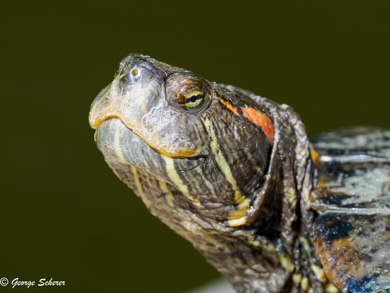 Close up of the head and neck of a pond slider turtle against a dark out of focus green background.  The turtle is looking up and two the right, and appears to be enjoying the sun on its skin.  
