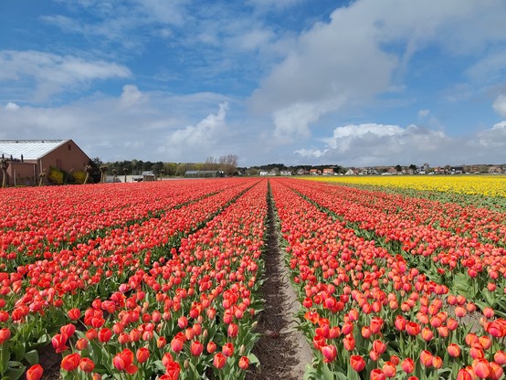 red tulip fields