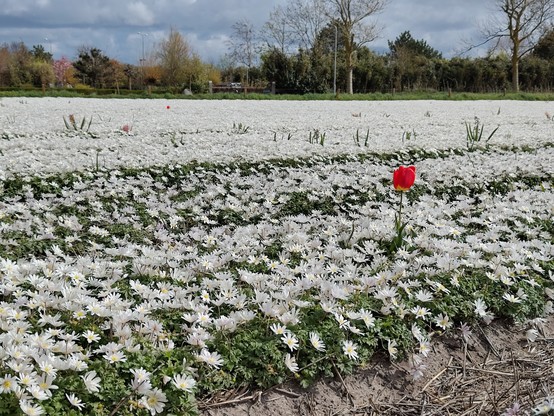White flowers field with a red tulip growing betweens them