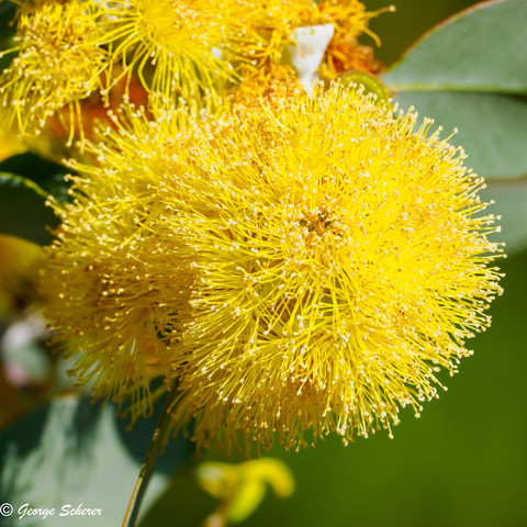 Close-up of a flower from a lemon-flowered gum tree.  The flower is spherical, made up of tiny lemon yellow strands, like a yellow puff ball.