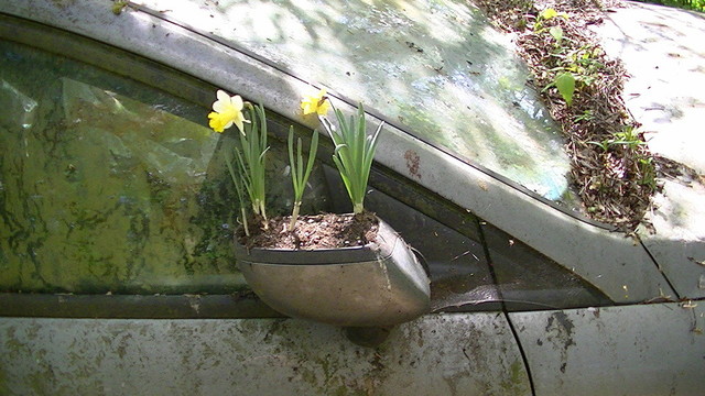 a scrap car covered in dirt and dead leaves etc with the smashed wing mirror upturned and used as a flower pot to grow daffodils