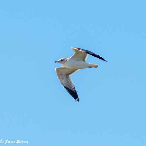 Photo of a California Gull in flight, seen from below, against a blue sky.  The bird's is covered in white feathers, with black on the tips of its wings.