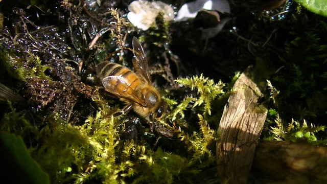 a honey bee drinking from the mossy edge of a pond