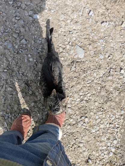 A cat standing on a gravel driveway looking up at me