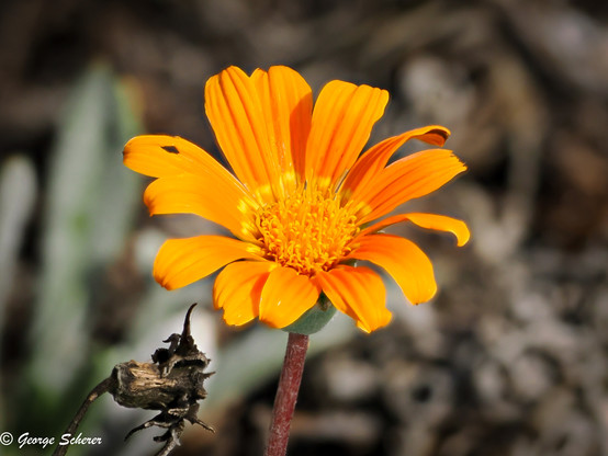 Close up of a bright orange flower, against an out of focus brown background.  