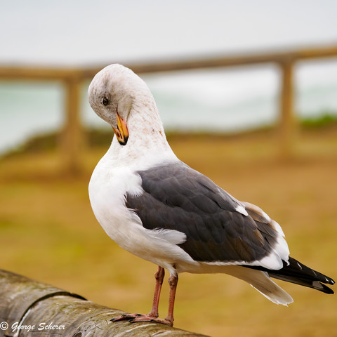 Western Seagull, with white feathers on its head and body, and black wings, standing on a wooden fence.  The bird's beak is buried in its neck feathers, as it preens.
