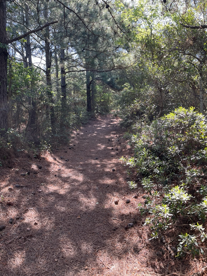 A tree covered part of the walking trail 