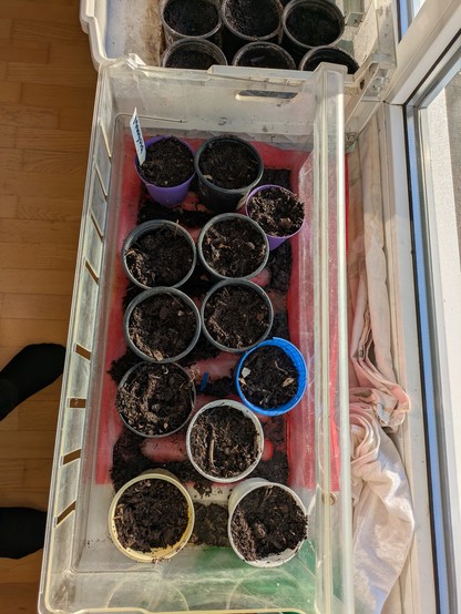 Foto af en plastkasse med potter hvor der er sået palmekål, glaskål, brokkoli osv.