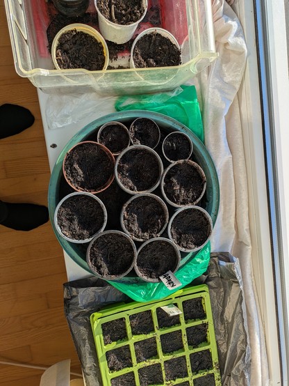 Foto af en plastkasse med potter hvor der er sået palmekål, glaskål, brokkoli osv.