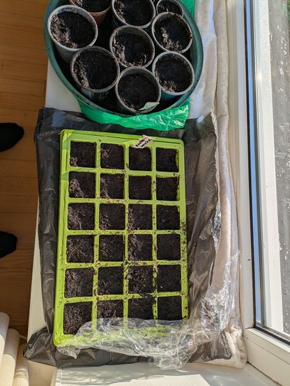 Foto af en plastkasse med potter hvor der er sået palmekål, glaskål, brokkoli osv.