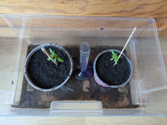 Foto af en plastkasse med potter hvor der er sået palmekål, glaskål, brokkoli osv.