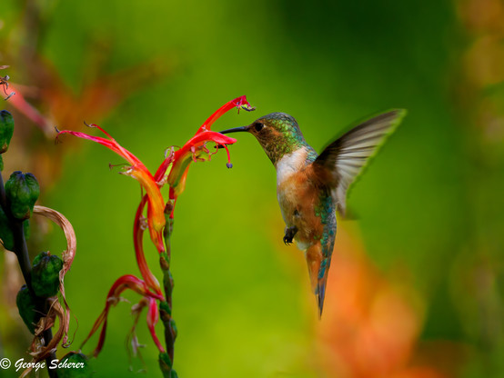A brightly colored iridescent green, white, and orange hummingbird hovers next to a red bicolor lily as it drinks nectar from the lily.  The background is out of focus green foliage.