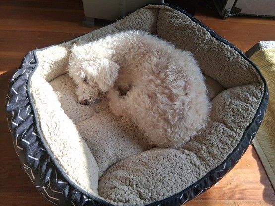 A white poodle dog curled up and sound asleep in his bed. The late afternoon sun reflects off his head. He is snoring softly.