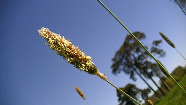 reclined view of a grass in bloom. some sort of tall cedar trees in the distance. i think its cedar anyroad.