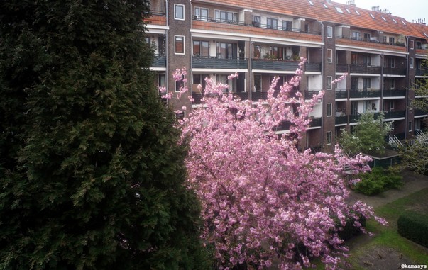 Amsterdam – de Pijp - Sakura 2026