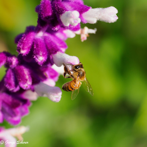 A western honey bee, seen from the side, has landed on a stalk of bright pink and white western sage flowers. The background is out of focus bright green foliage.