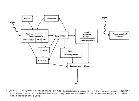 Nitrate

Ammonium

Light

Phytoplankton + Cyanobacteria

Chlorophyll

RNA

DNA

Oxygen

Bacteria

Zooplankton

Feces

Phaeopigments

Sedimenting Matter

Loss

Light

Small Egested Particles

Phaeopigments

Photo-oxidized Product

Nitrate Figure 1. Trophic relationships of the planktonic community of the upper ocean. and ammonium are included because they are considered to be limiting to growth rates and compartment sizes.
