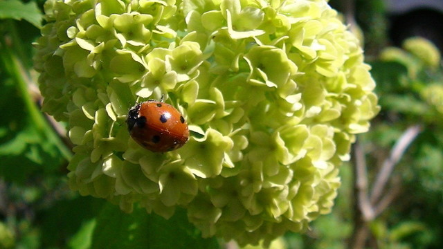 a red ladybird on a green ball of flowers of a mystery shrub. the leaves are like Sycamore only much smaller, but the leaves are out of shot. idk what it is :(