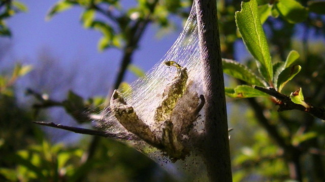the ghostly silk web is stretched from stem to a long sharp thorn covering leaves in between.