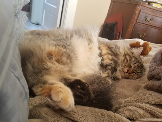 Furry cat sound asleep on blanket with pillow.