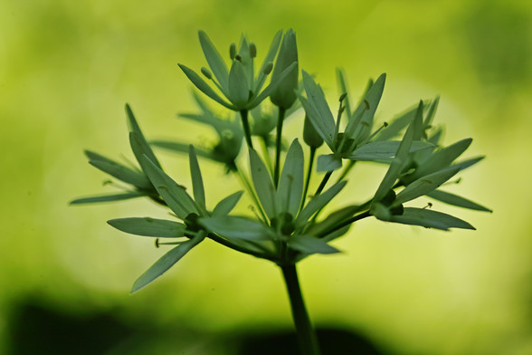 Eine Dolde sternförmige weiße Blüten des Bärlauchs.  Die Blüten wirken durch den Schatten mitten im Grünen eher grün als weiß, der Hintergrund liegt in der Sonne und strahlt gelbgrün.