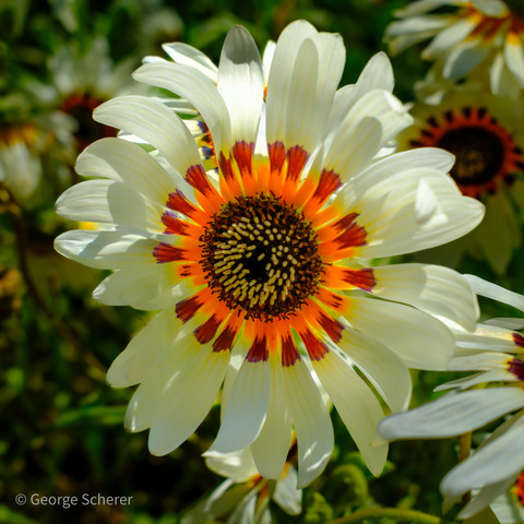 Close-up of a colorful flower, with many white petals that turn red and then bright orange moving towards the center of the flower.  The background is a mixture of out of focus green foliage and other similar flowers.