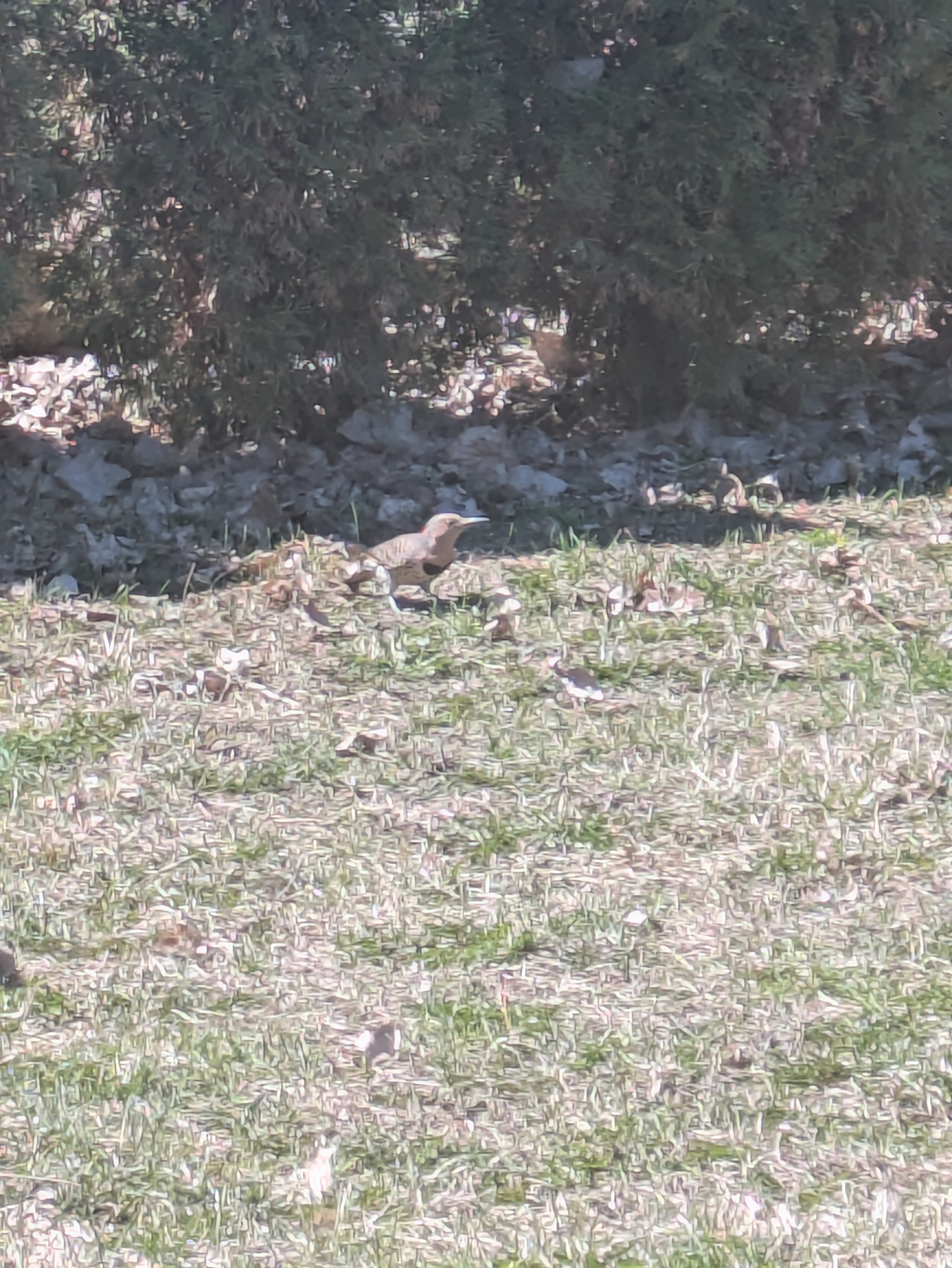 A bird digging for worms