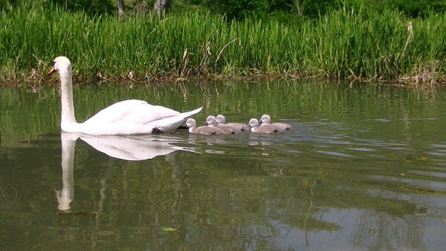a swan with five cygnets on a canal. the bank is thick with reeds.