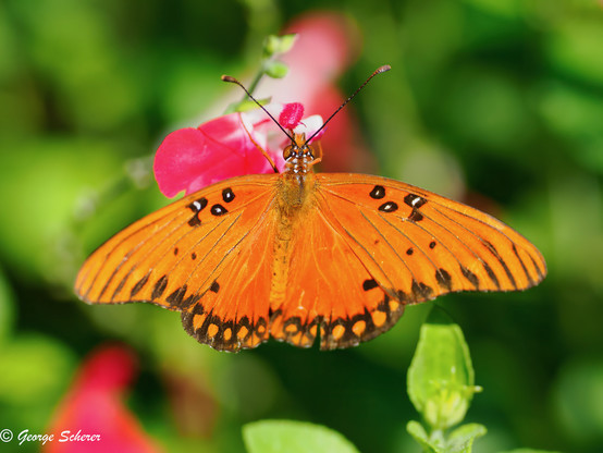 Close-up of a bright orange gulf fritillary butterfly, with black wing markings, on a red flower.  The background is out of focus green foliage.