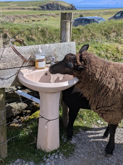 Sheep drinkin from sink in field