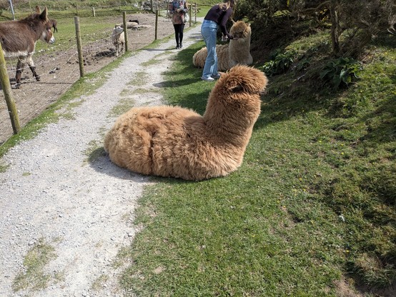 Alpaca tube creature