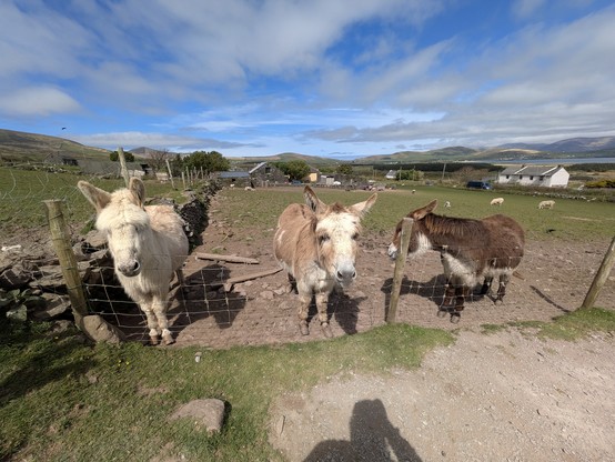 Donkeys with chaos aura