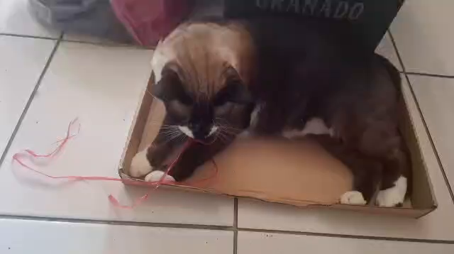 Grande gato sialata deitado numa caixa de papelão entretido brincando com um fio vermelho.