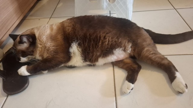 Gato cialata adulto e gordinho, de patas brancas, deitado em um chão de azulejo branco utilizando um chinelo de couro como travesseiro.