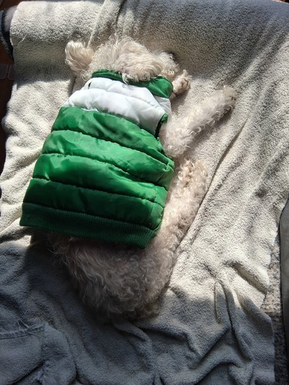 Little old poodle dog asleep on his dog bed in the late afternoon sun streaming in through the window. He is wearing a puffy green and white jacket since the weather here is still surprisingly chilly at night.