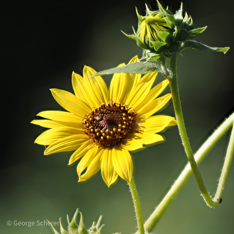 A photo of a common sunflower, on a green stalk, with bright yellow petals against a dark green out of focus background.  The flower is next to an unopened green sunflower bud.