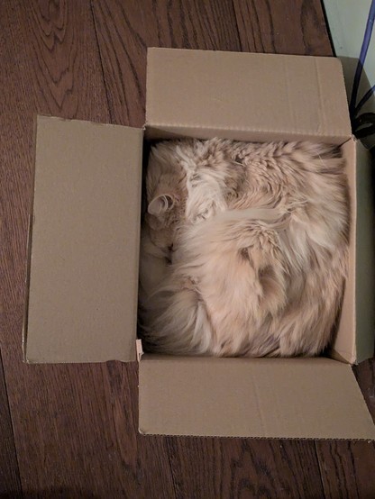 A long-haired cat that has wedged itself into a cardboard box and is sleeping