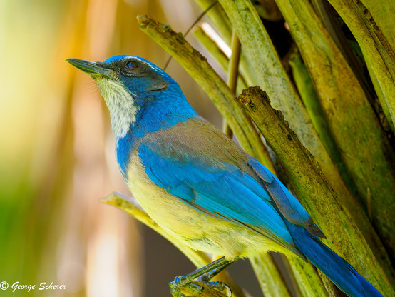 Close-up of a California Scrub Jay, standing on a green branch in deep shade.  The bifd's wings and head are bright blue.  Its back is gray, and its belly is white.  The background is light green and tan foliage.
