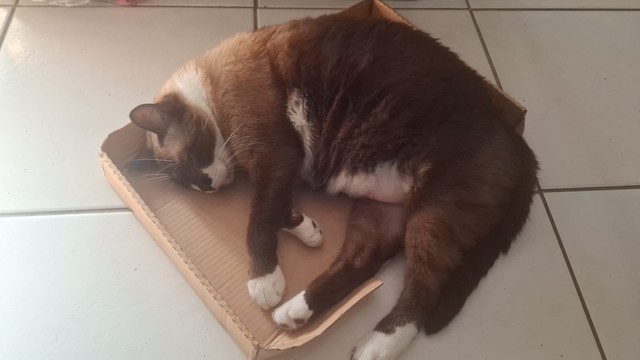 Gato gordinho sialata de patas brancas dormindo confortavelmente em uma caixa de papelão colocada sobre um piso de azulejo branco.
