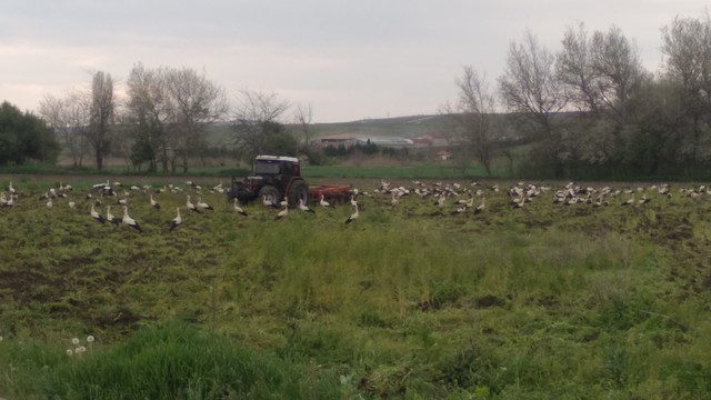Bir traktör tarla sürüyor. Onlarca leylek sürülen tarladan yiyecek bulmaya çalışıyor