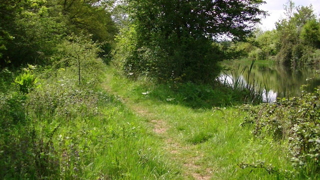 a narrow wild footpath just wide enough for a bike, running through fresh green wild plants and bushes with a lake in view to the right