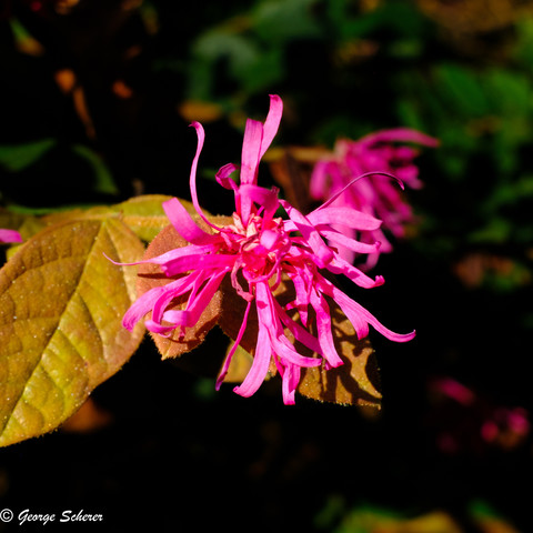 Close up photo of a fringe flower, with a disorganized mass of bright pink petals with squared off ends, against out of focus dark green foliage.